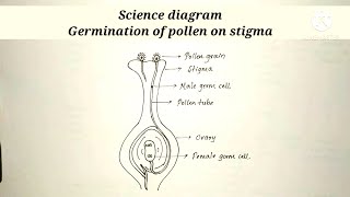 Germination of pollen on stigmaDraw step by step Science diagram English medium [upl. by Egon654]