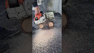 fresh wood chainsaw chainsawman noise wood tree chain firewood logging reels chainsawstihl [upl. by Kella]