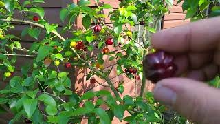 Black Suriname cherry Eugenia Uniflora Delicious productive Must grow GrowFood [upl. by Bronson]