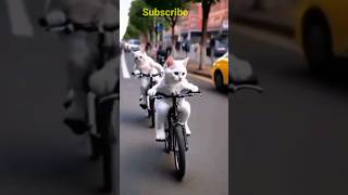 so cat bycycle ride 😁😁 cat funny ytshorts catlovers [upl. by Sparke363]