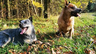 Extreme Fun with an Australian Cattle Dog Dock Diving [upl. by Grider]