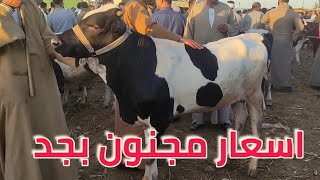 الان سوق المواشي بدمنهور  اسعار مجنونه بجد اسعار العجول البقري القنية 27 10 2024 [upl. by Alliuqa]