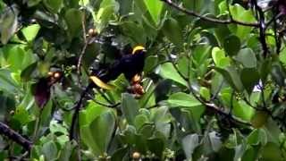 Birds of Kaieteur National Park [upl. by Ergener]