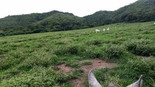 Fazenda de 86 alqueires à venda em São Domingos Goiás de porteira fechada [upl. by Eyma749]