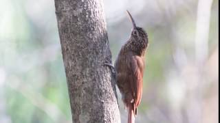 Cocoa Woodcreeper Xiphorhynchus susurrans [upl. by Aerdnuahs]