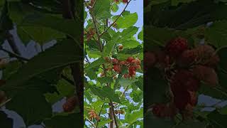 Mulberry fruits 06112024 [upl. by Baudoin123]