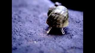 Small periwinkle snail explores [upl. by Atinuj]