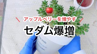 13 【多肉植物】【ガーデニング】セダム爆増！アップルベリー🍎を増やす！ [upl. by Leitnahs]