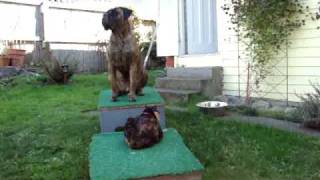 Bullmastiff vs Cat [upl. by Jonna]