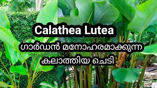 Calathea Lutea Plant care in malayalam [upl. by Briant286]