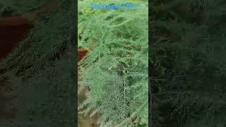 Asparagus Fern satisfying ferns garden [upl. by Aicilihp]