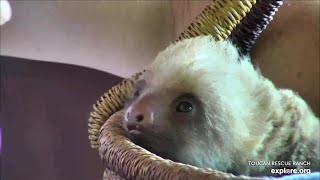 Baby sloth Fiesta being fed Bruno is removed  040424  SlothTV via exploreorg [upl. by Sum]