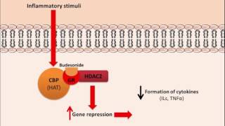 Budesonide  Mechanism of Action [upl. by Galateah]