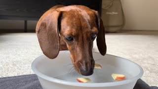 Mini dachshund bobs for apples on Halloween [upl. by Ileyan]