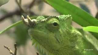 Chameleons at the Saint Louis Zoo [upl. by Chisholm326]