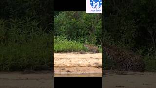 Jaguar chasing a capybara 2 😱😱  💥💥 Wonderful Animal Kingdom 62 💥💥 short trending shorts [upl. by Dieball427]