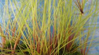 Eleocharis vivipara Umbrella Hairgrass [upl. by Nalyad]