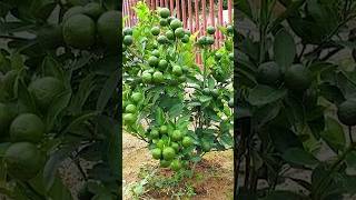 🌿How grow Lime tree great idea to propagate lime tree by air layering using a Carrot🥕gardening [upl. by Marashio162]