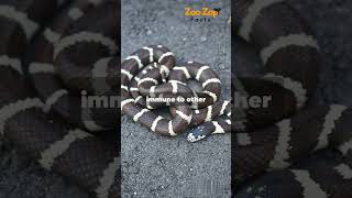 Mind Blowing Facts About Kingsnakes kingsnake snake animals reptile wildlife wildlifewonders [upl. by Bust958]