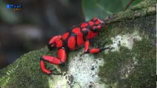 Oophaga Histrionica Bahia Solano [upl. by Anitsrihc]