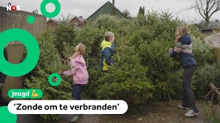 Wat gebeurt er met de 25 miljoen Nederlandse kerstbomen [upl. by Onitnerolf277]