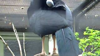 Northern Helmeted Curassow  Zoo Antwerp [upl. by Maurer]