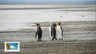 Pinguinos en Chile [upl. by Ibbed828]