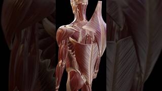 Study Back Muscles in 3D [upl. by Hooper868]