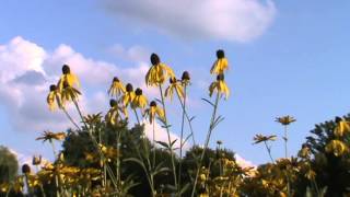 Minnesota Native Plant  GreyHeaded Coneflower Ratibida Pinnata [upl. by Erdman]