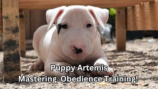 Bull Terrier Puppy Training amp Tips [upl. by Onilatac]