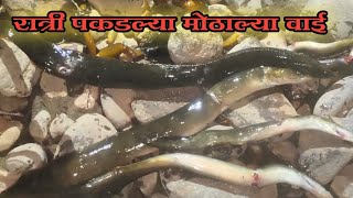 नदीला रात्री भेटल्या मोठ मोठाल्या वाई  वाम kokan river fishing traditonal fishing in kokan [upl. by Mariand29]