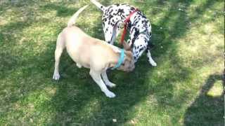 Pitbull Vs Dalmatian [upl. by Assirk]