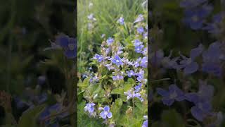 Irish Wildflowers Germander Speedwell [upl. by Serra]