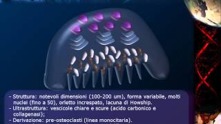 Istologia  Lezione 11 Osso pt 2 [upl. by Carny]