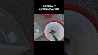 Rattlesnake Capture Fast and Easy [upl. by Hsiekal]