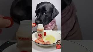 I’am getting a little temperate again 😋 mukbang dog eatingshow eatingsounds bordoodle funny [upl. by Rimhsak345]