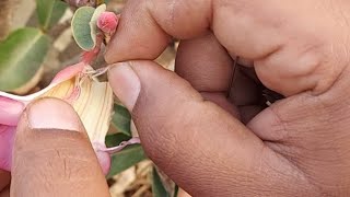 how to do pollination in adeniumpollinationgerminationadenium succulentshortstrending [upl. by Aala]