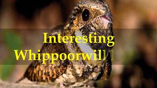 Interesting Whippoorwill Facts [upl. by Gnes]