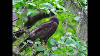 Aldermans Ford Park wildlifephotography photography florida circlebbarreserve [upl. by Sommers264]