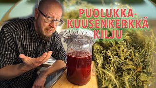 Puolukkakuusenkerkkä kilju [upl. by Htennek]