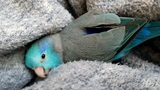 Sleepy Parrotlet [upl. by Mulry]