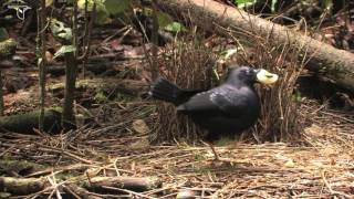 Female Satin Bowerbird Visiting Bower [upl. by Orestes]