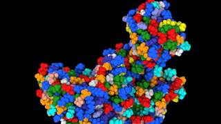 Protein Conformation Change morphing movie via ePMV [upl. by Ainnet]