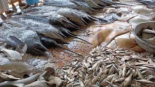 সামুদ্রিক মাছ Sea Fish at Fishery Ghat Cox’s Bazar [upl. by Moshell]