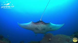 20231215 Raja Ampat Diving 14 [upl. by Nolubez]