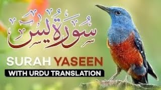 surat Yasin  Yaseen by shaikh Abdul Rahman As Saudis full with Arabic HD powerful [upl. by Aerdnek]