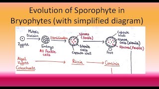 Evolution of Sporophyte in Bryophytes  For BSc and MSc ALL ABOUT BIOLOGY  BY JYOTI VERMA [upl. by Notgnirrac]