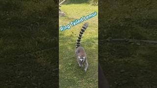 Ring tailed Lemur animals ringtailedlemur lemur wildlife nature [upl. by Jobi]