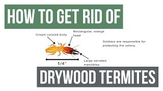 How To Get Rid of Drywood Termites Guaranteed 4 Easy Steps [upl. by Roque]