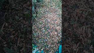 Woodchip for the pathway shorts allotment gardening [upl. by Shermy]